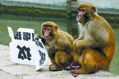 1、鼠猴婚配什麼屬相最佳:屬猴女與什麼屬相最合適？