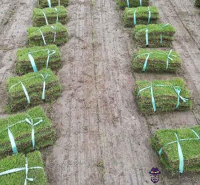 2、成品波爾多液可以婚配嗎:波爾多液和什麼可以混用