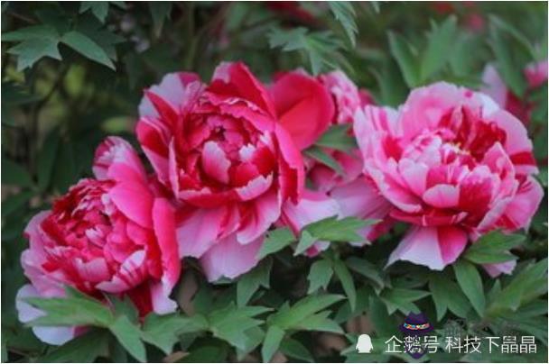 1、屬虎婚配屬相哪個好:屬虎的配偶應該屬什麼呀？