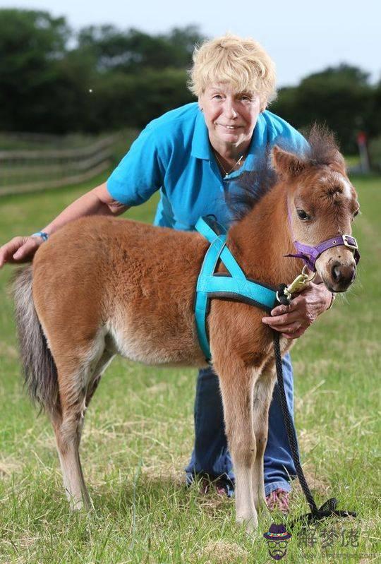 1、82男狗78女馬婚配:男78年屬馬和82年屬狗的女能有個的結合嗎?