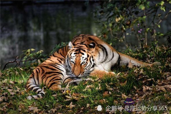 1、男屬虎和女屬鼠能婚配嗎:女屬鼠和男屬虎配嗎