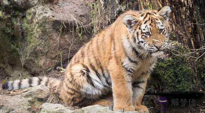 2、男屬虎和女屬鼠能婚配嗎:男屬虎的和女屬鼠的能結婚嗎？