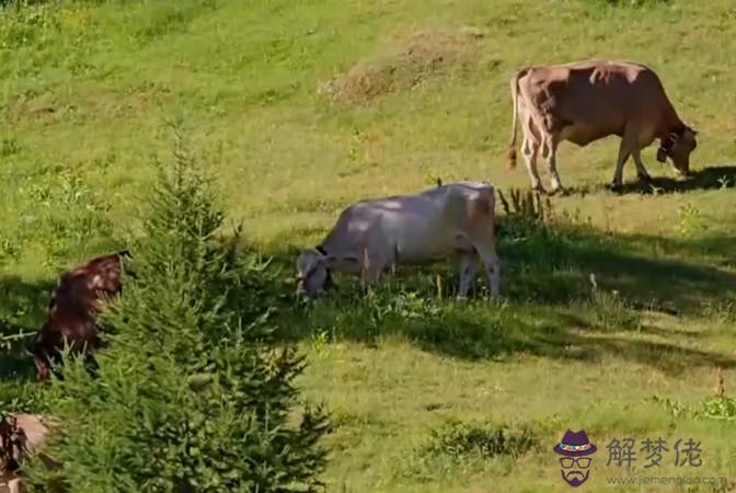 1、男鼠與女牛是上等婚配嗎:9月女牛和4月男鼠婚配