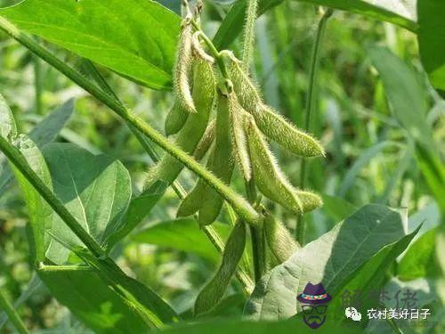 2、多效唑跟氟節胺婚配會有影響嗎:打了生長和劑的水果或蔬菜會好吃麼？
