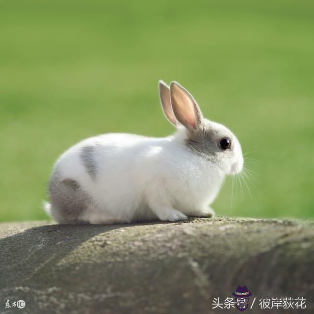 2、63男兔和61女牛婚配:年男屬牛和年女屬兔能走在一起成為夫妻嗎