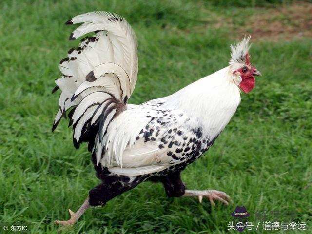 1、屬年龍女和年屬雞男相配嗎，龍女會給雞男帶來財運嗎？