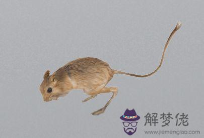 3、84年屬鼠的女的和79年屬羊的男的婚姻配嗎？