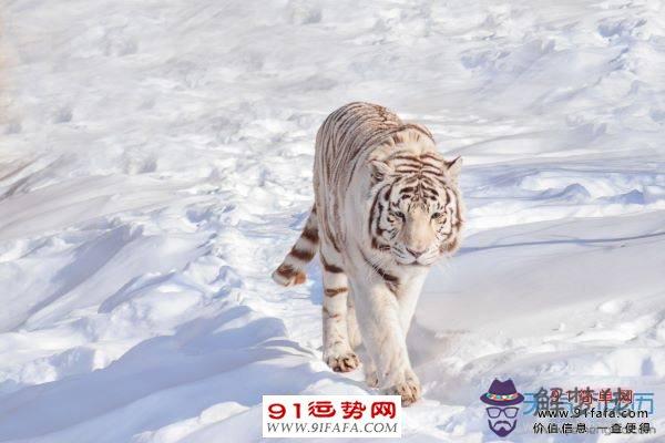 1、虎男與羊女婚配能成功嗎:屬虎男跟屬羊女配嗎？