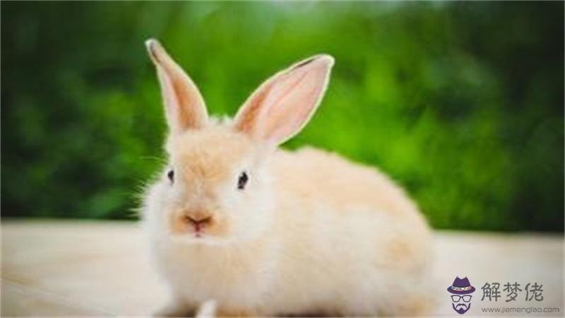 2、男兔配女猴婚配忠誠度:男兔女猴能結婚嗎