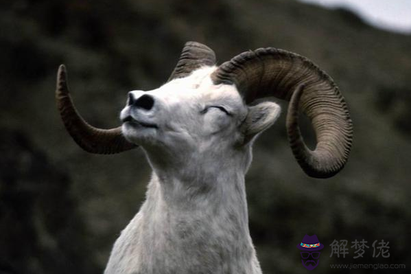 2、年男羊什麼婚配:屬羊的和什麼屬相相配