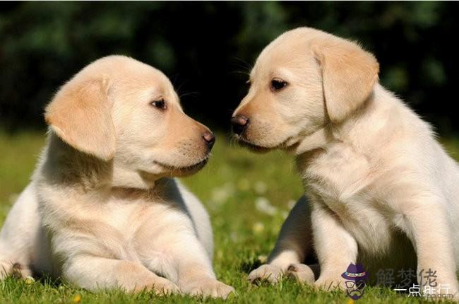 2、男屬豬的要和哪個生肖婚配:屬豬的和哪些屬相相配