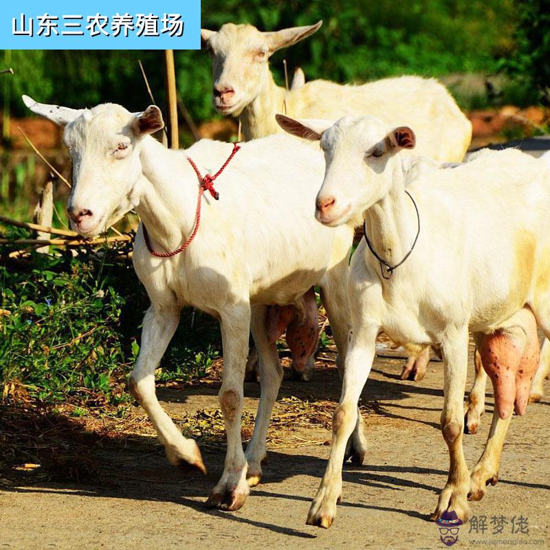 1、女9月羊男1月羊婚配好嗎:屬羊男與屬虎女婚配好嗎