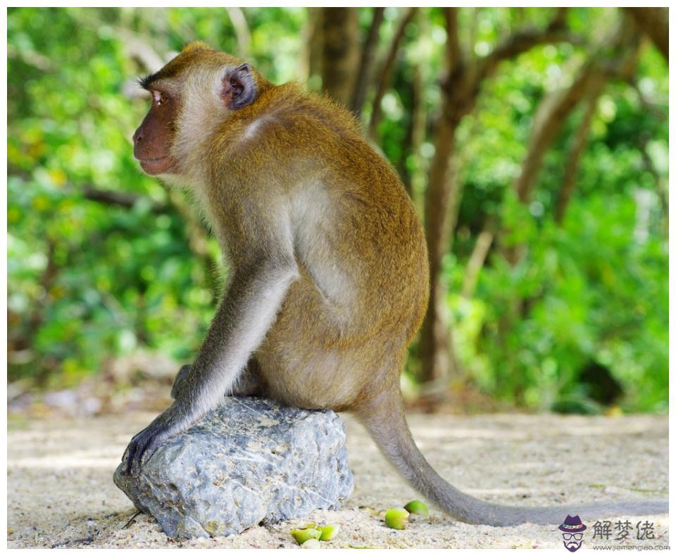 1、屬猴人婚配在什麼方位:屬猴的和什麼屬相最配,屬猴的屬相婚配表