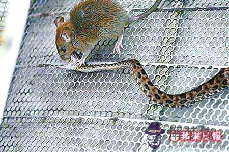 1、蛇肖女與鼠男婚配如何:男屬蛇女屬鼠相配嗎？