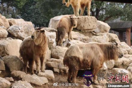 牛年寶寶出生那個月最好：牛年生孩子幾月份好？