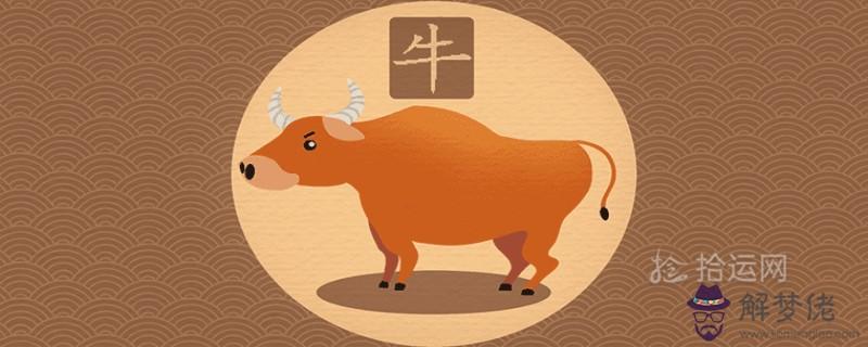 牛農歷幾月份出生最好：金牛年幾月出生最好