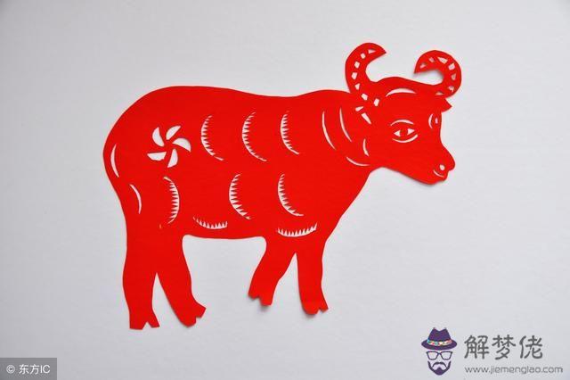 屬牛11月出生有福氣：屬牛農歷幾月出生最有福