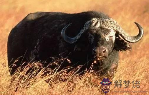 屬相牛幾月份出生最好農歷：屬牛的幾月出生好？