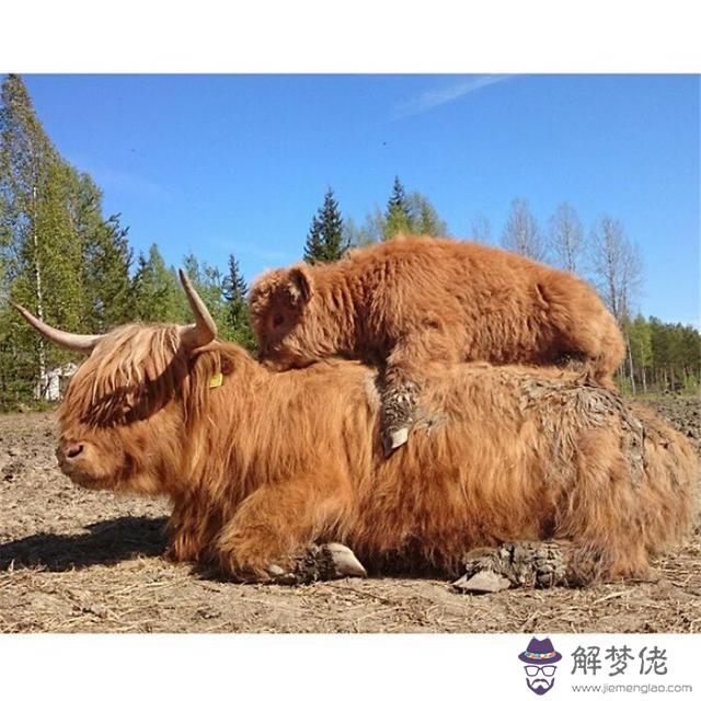 金牛寶寶和普通牛寶寶的區別：年出生的牛寶寶是什麼命