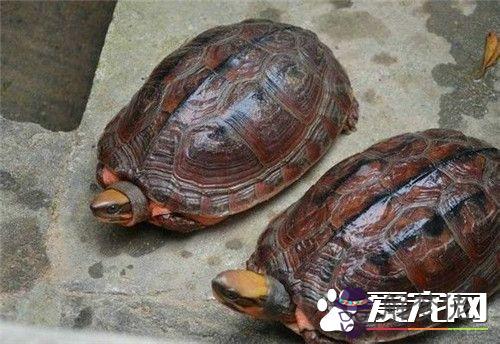 家里養了好幾年的烏龜突然死了：養了幾十年的烏龜突然死亡了這是什麼兆頭？