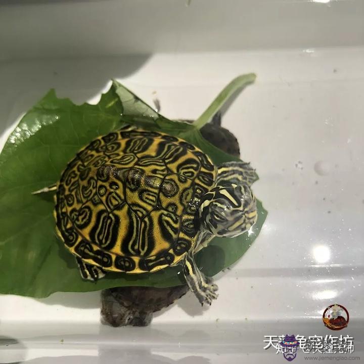 龜養單數好還是雙數好：要養巴西龜 最好養一只 還是兩只？
