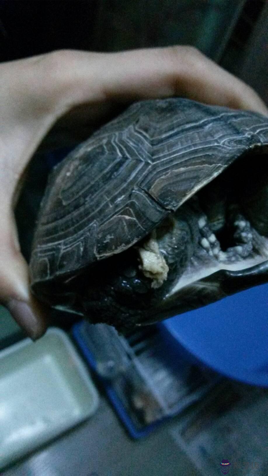 烏龜從樓上掉下來會死嗎：烏龜從樓上掉下來會死麼