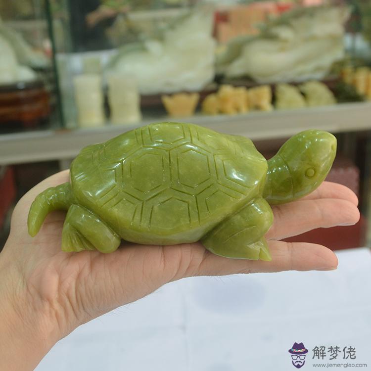 烏龜是招財的還是小人：大家看我的小烏龜是不是個招財龜?