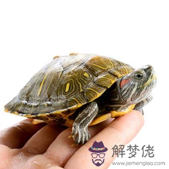 紅耳巴西龜干養還是水養好：巴西龜晚上到底干養好還是水養好