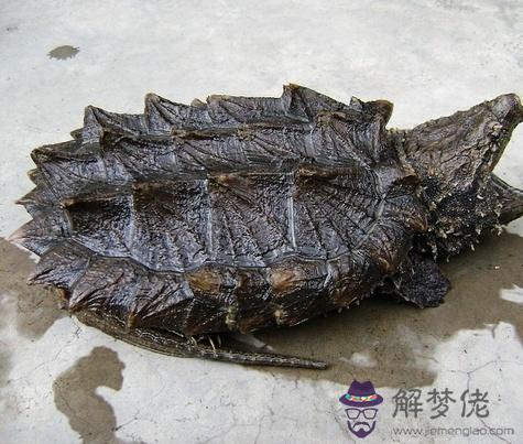 我家烏龜死了 前一天晚上還好好的 到處跑 早上就死了 誰能告訴我怎麼