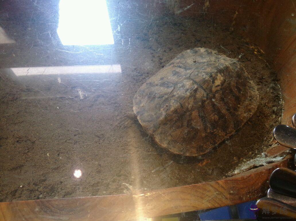 把烏龜養死了有嗎：家里養烏龜死了，是不是會倒霉啊？