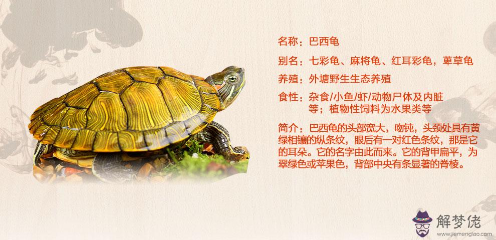 黃金巴西龜是什麼品種：巴西龜和黃金龜的區別？