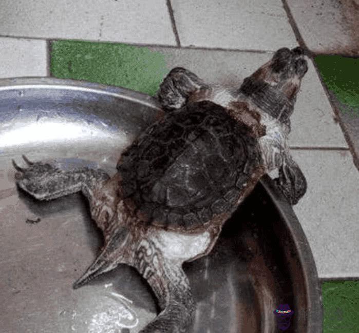 養了幾個月的烏龜死了怎麼辦：養的烏龜死了，怎麼辦