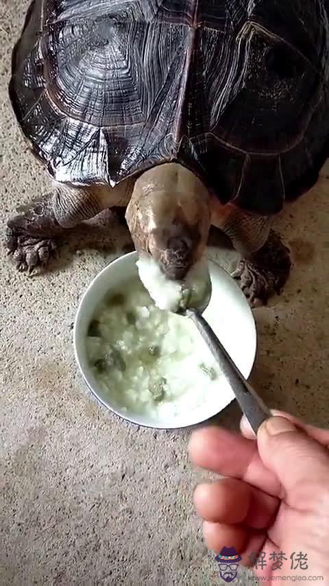 巴西龜喂食的正確方法：烏龜討厭主人的動作是怎麼樣？