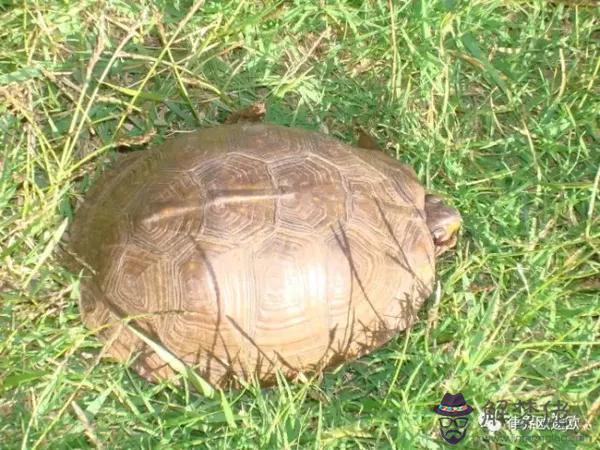巴西龜死了會遭報應嗎：巴西龜死了怎麼處理最好