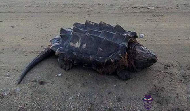 懷孕的人看烏龜會不會有什麼影響:孕婦為什麼不可以看烏龜的尾巴?