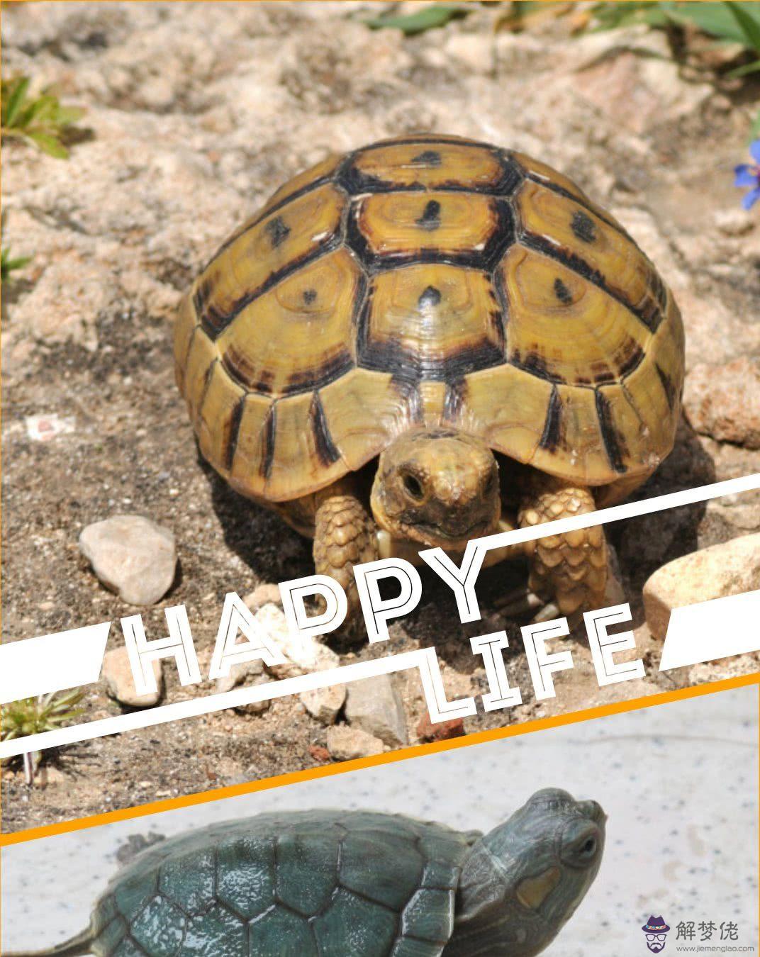 烏龜死亡的姿勢圖片大全:烏龜死了是什麼樣子?最好要有圖片