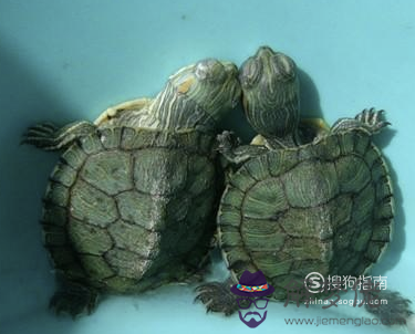 適合家養的大型龜:適合家養的烏龜有哪些?