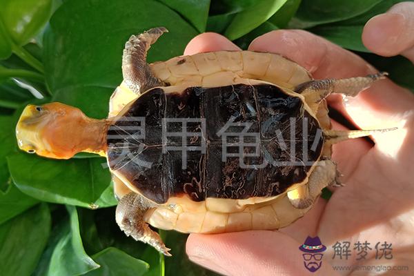 烏龜死后埋在哪里最好：烏龜地葬在什麼位置好