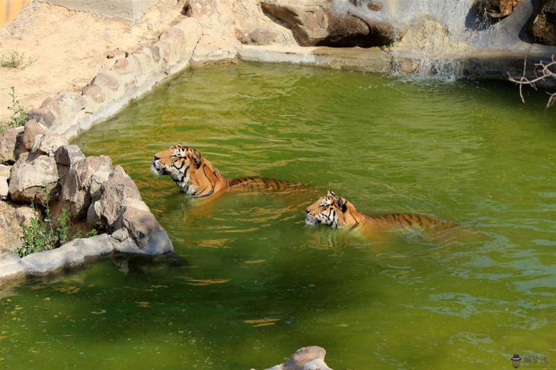 986年屬虎35歲轉運