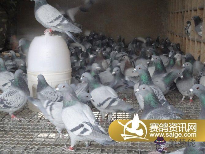 信鴿配對講解:牛眼信鴿配對出什麼鴿子