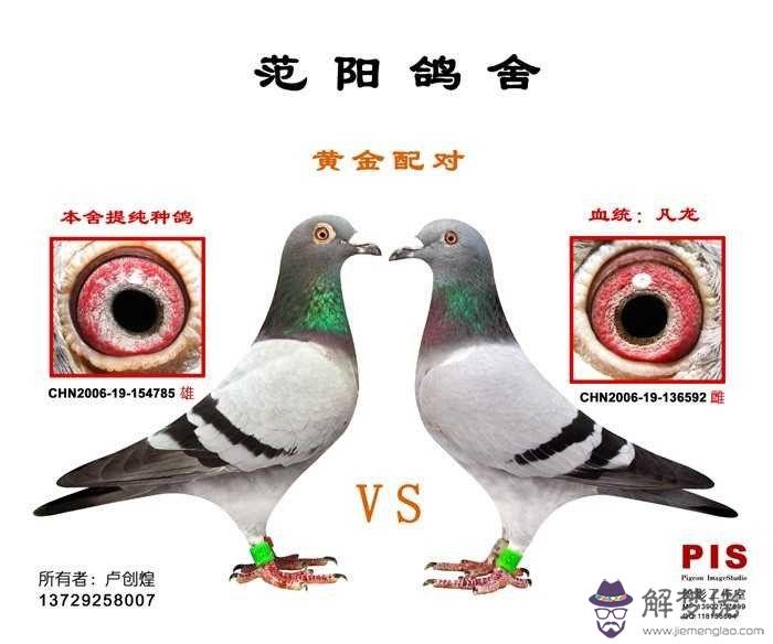高級種鴿眼睛配對圖片:種鴿配對眼志圈與內線口有什麼講究