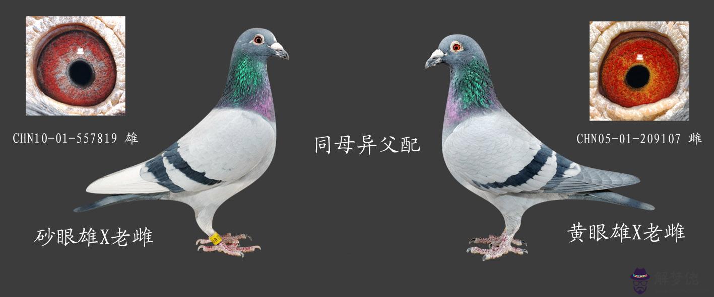 高級種鴿眼睛配對圖片:怎樣種鴿選擇配對