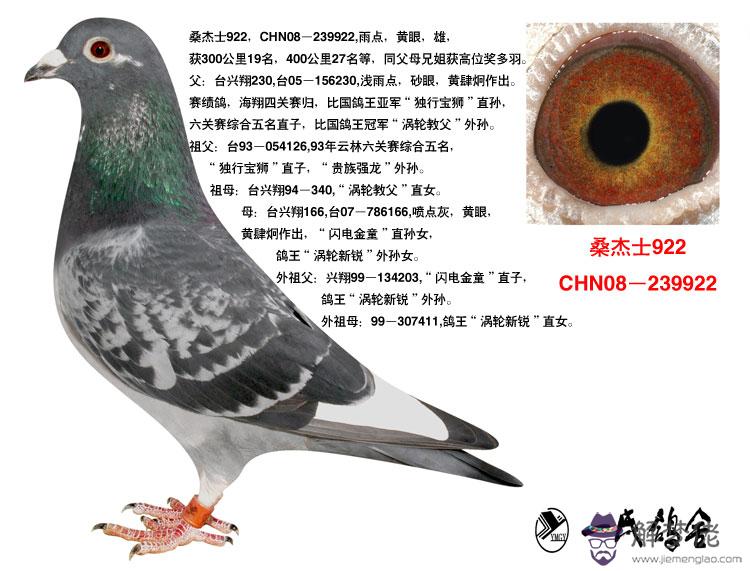 鴿眼黃金配對圖片欣賞:無白條牛眼信鴿黃金配對?