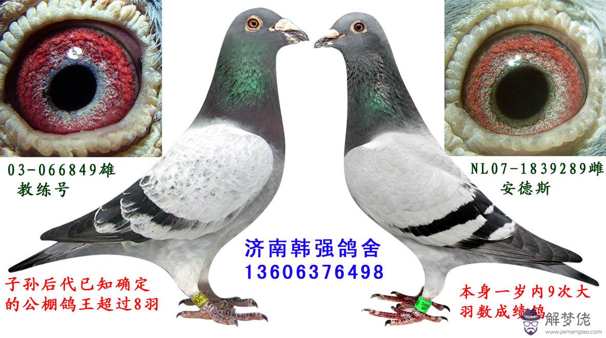 白沙眼信鴿配對圖片:信鴿眼睛配對怎麼配才出好鴿子