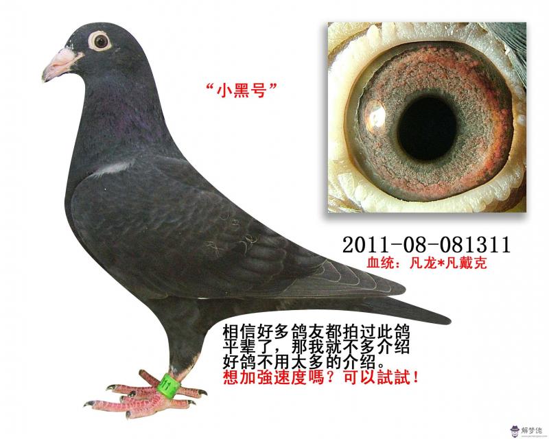 信鴿白沙眼配暗黃眼出的幼鴿是什麼眼睛,這樣的配對方法對嗎?請老師講解兩點, 在此表示