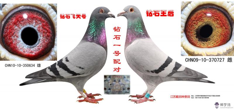 怎麼給鴿子配對:鴿子怎樣重新配對