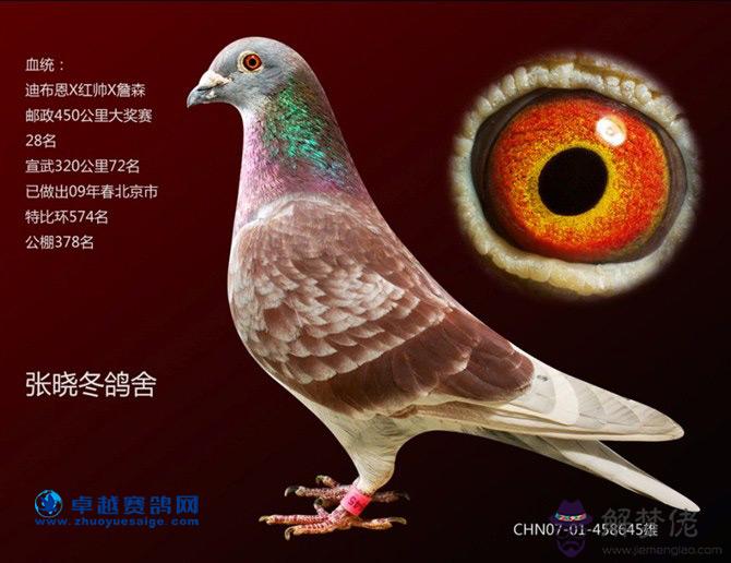 信鴿怎樣配對最好:信鴿怎樣配對才好