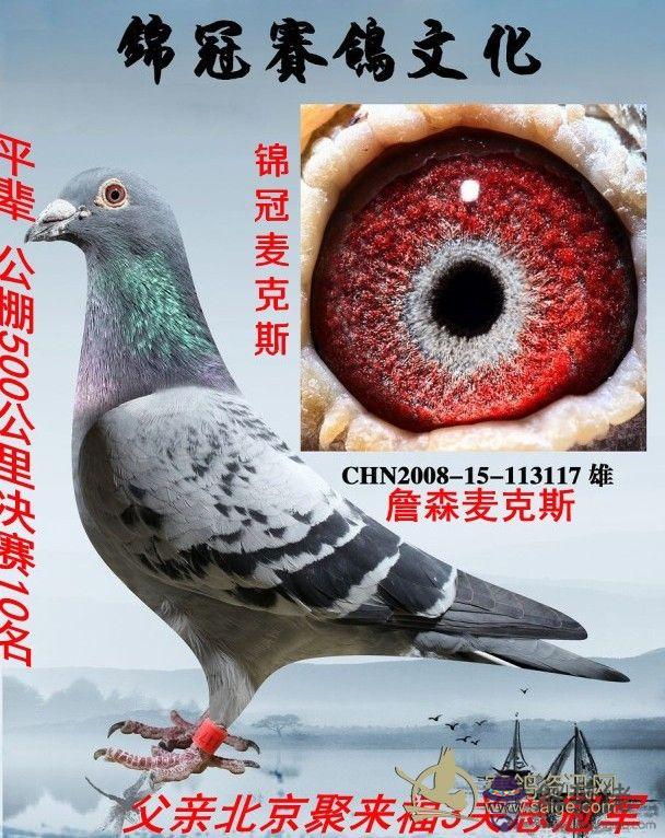 信鴿怎樣配對最好:賽鴿多重近親的育種方法怎樣配對最佳