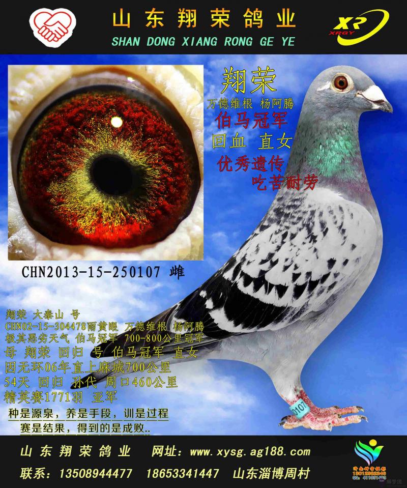 回血鴿子配對方法:鴿子怎樣配對