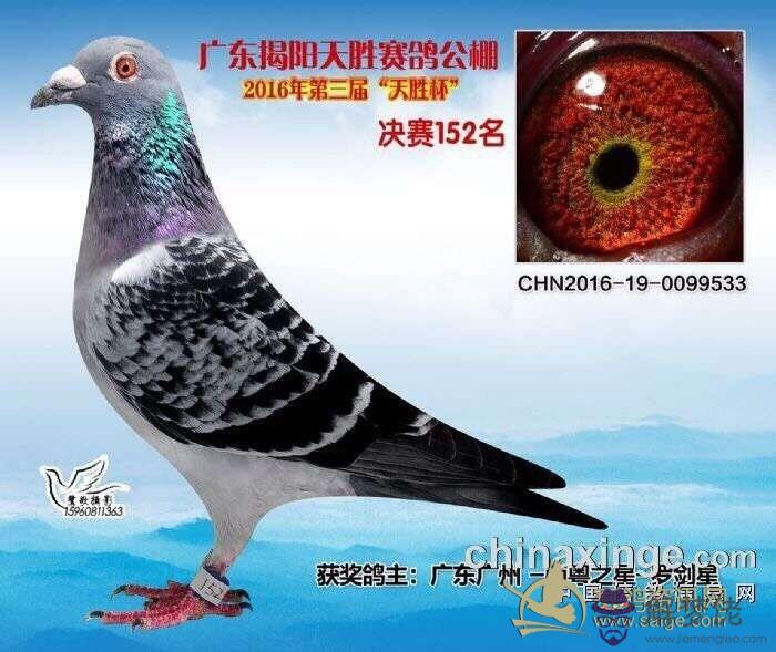 羅劍星種鴿配對圖片:種鴿配對籠多大的尺寸長高寬最好